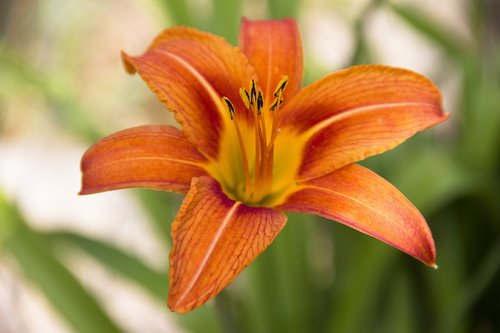 flower  lily  bloom