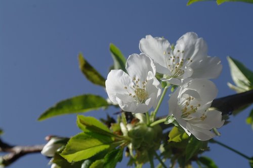 flower  cherry  spring