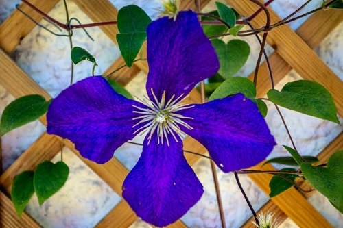 flower  blue  petal