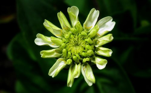 flower  zinnia  summer