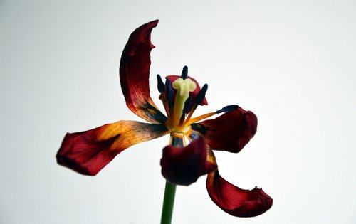 flower  nature  tulip