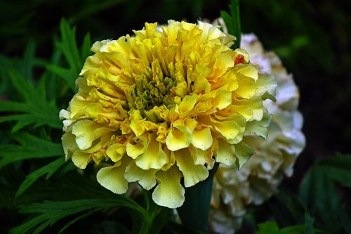 flower  marigold  summer