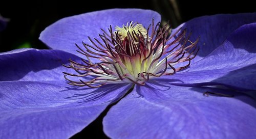 flower  clematis  creeper