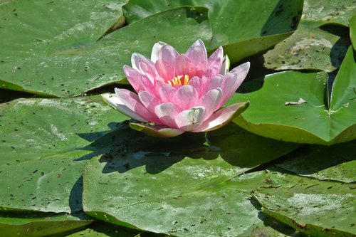 flower  water lily  leaf