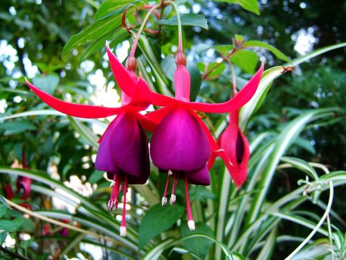 flower macro garden