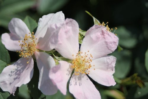 flower  wild rose  nature