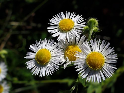 flower  marguerite  white