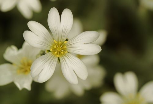 blossom bloom flowers