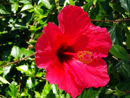 flower  red  hibiscus