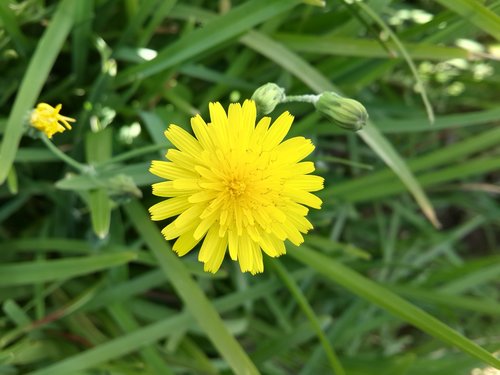 flower  nature  beauty