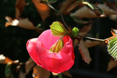 flower  garden  nature