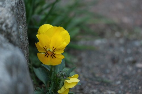 flower  garden  nature