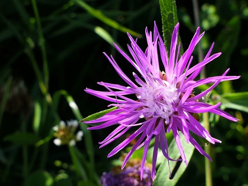 flower  violet  star