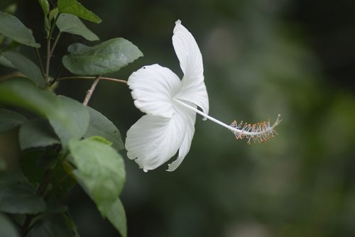 flower  white  summer
