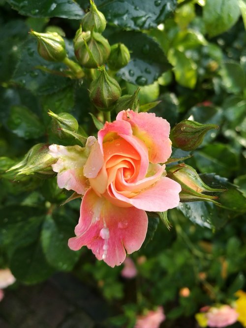 flower  rosa  bloom