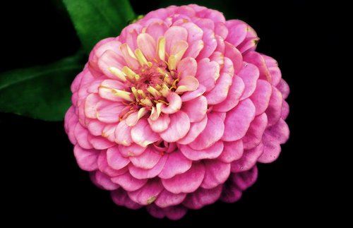 flower  zinnia  summer