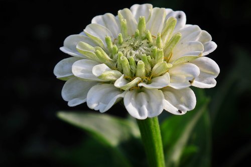 flower  zinnia  white