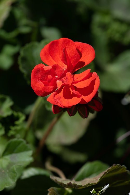 flower  red  red flower