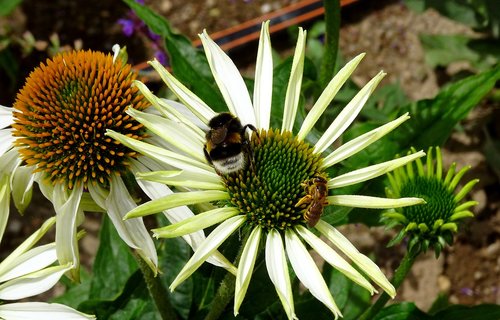 flower  bee  hummel