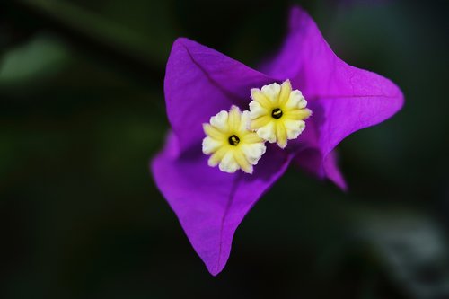 flower  purple  macro