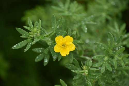 flower  yellow  kuril tea