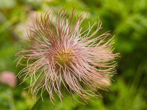 flower  alpine flower  mountain flower