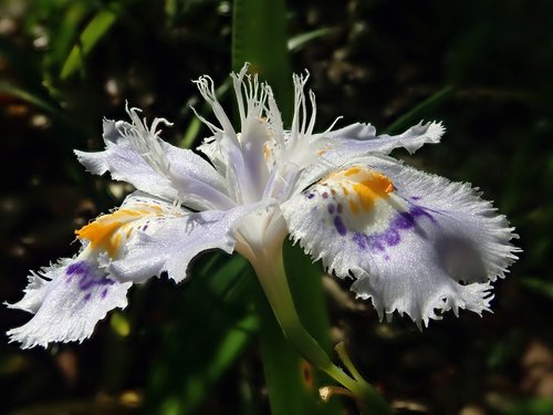 flower  macro  blossom