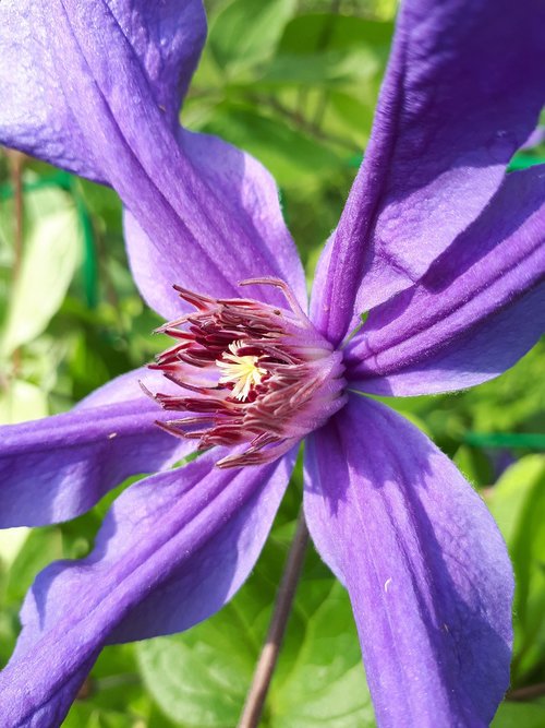 flower  clematis  macro