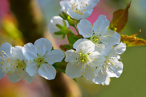 flower  spring  white