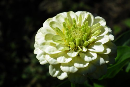 flower  zinnia  white