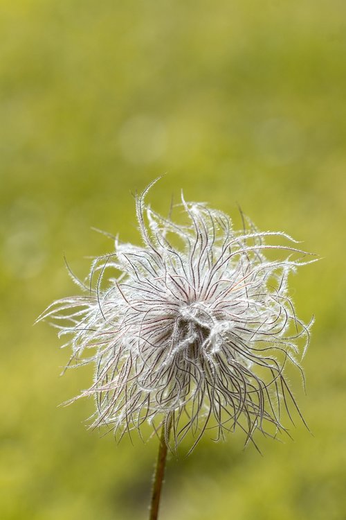 flower  faded  faded flower