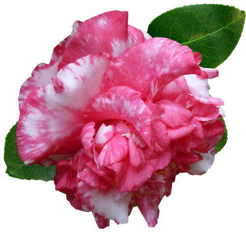 flower  camellia  pink