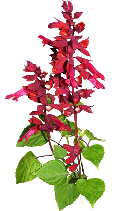 flower  red  stem
