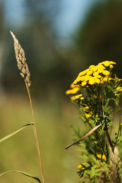 flower  yellow  wild flower