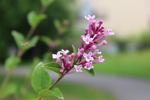 flower  pink flower  fly