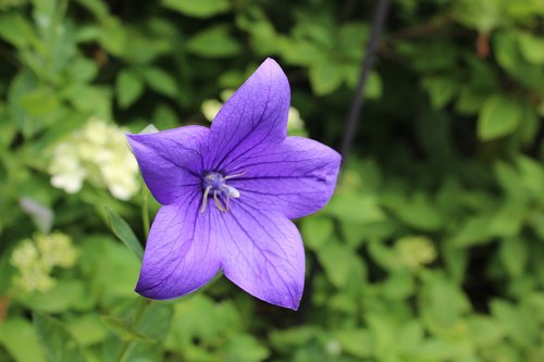 flower  balloon flower  purple flower