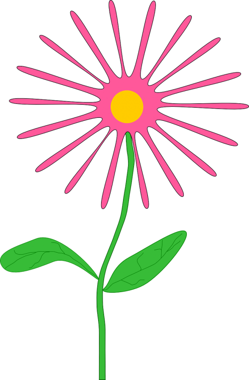 flower daisy pink