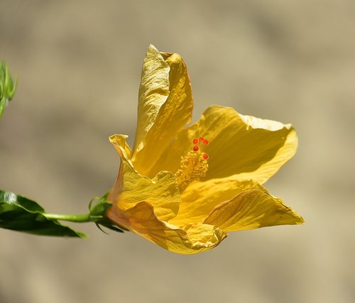 flower  garden  plant