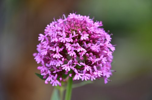 flower  garden  plant