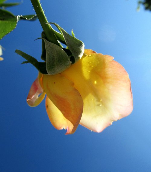 flower  rose  yellow