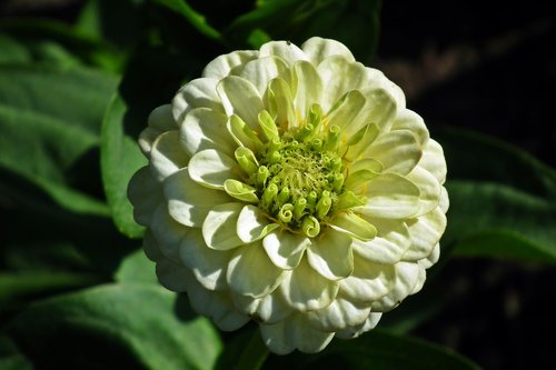 flower  zinnia  white