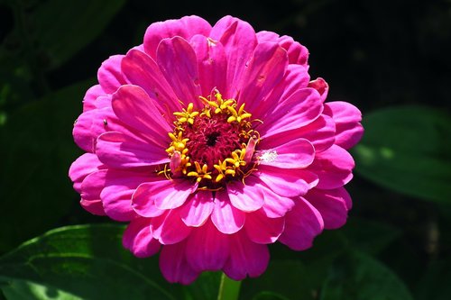 flower  zinnia  summer