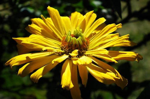 flower  zinnia  yellow