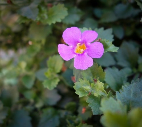 flower  bloom  yellow