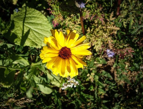 flower  bloom  yellow