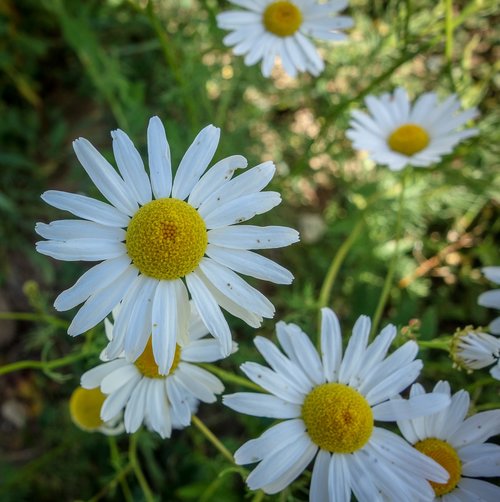 flower  bloom  yellow