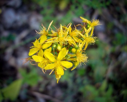 flower  bloom  yellow