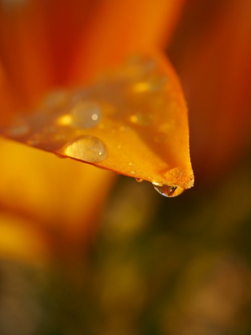 flower  orange lily  drop of water