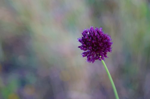 flower  plant  spring