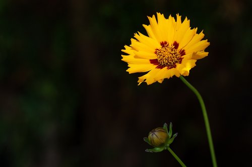 flower  yellow  yellow flower